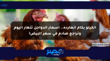 الكيلو بكام انهارده.. أسعار الدواجن تنهار اليوم وتراجع صادم في سعر البيض!